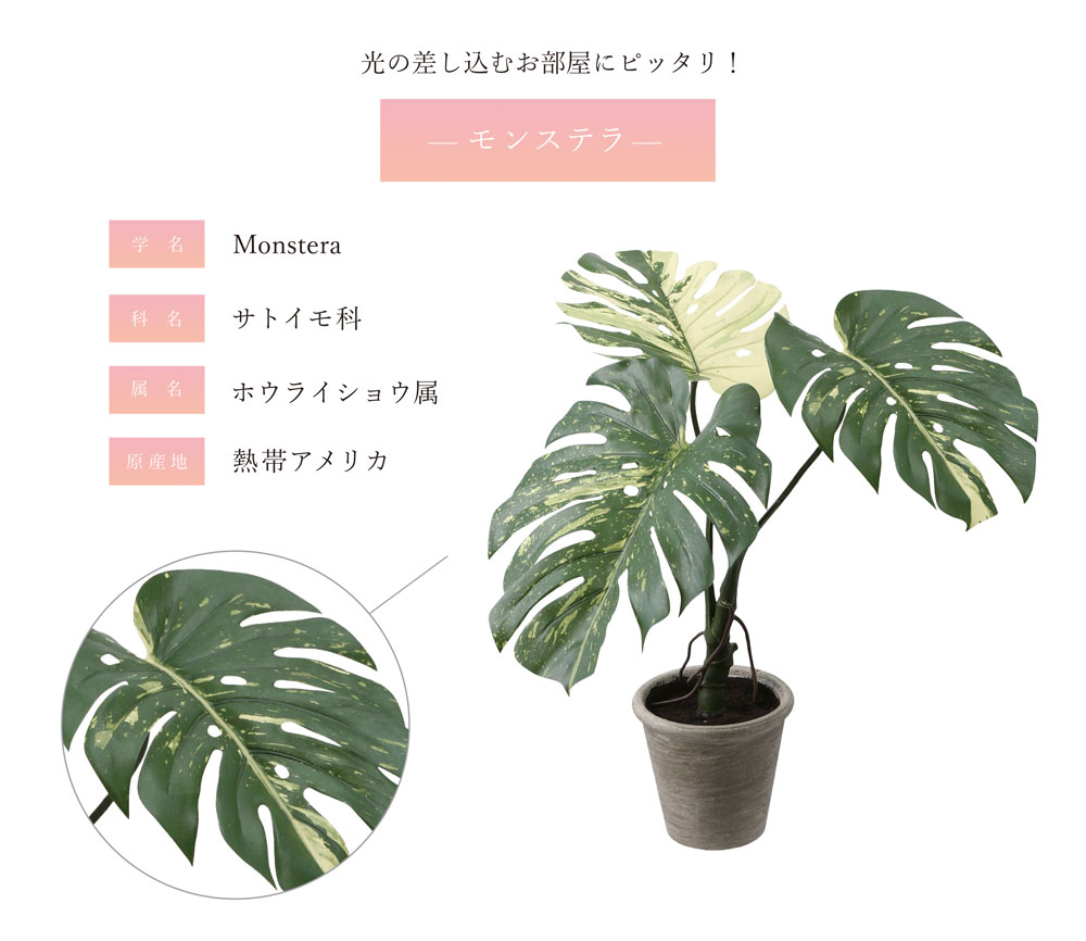 モンステラ フェイクグリーン 65cm コンパクト おしゃれ｜恵月人形本舗
