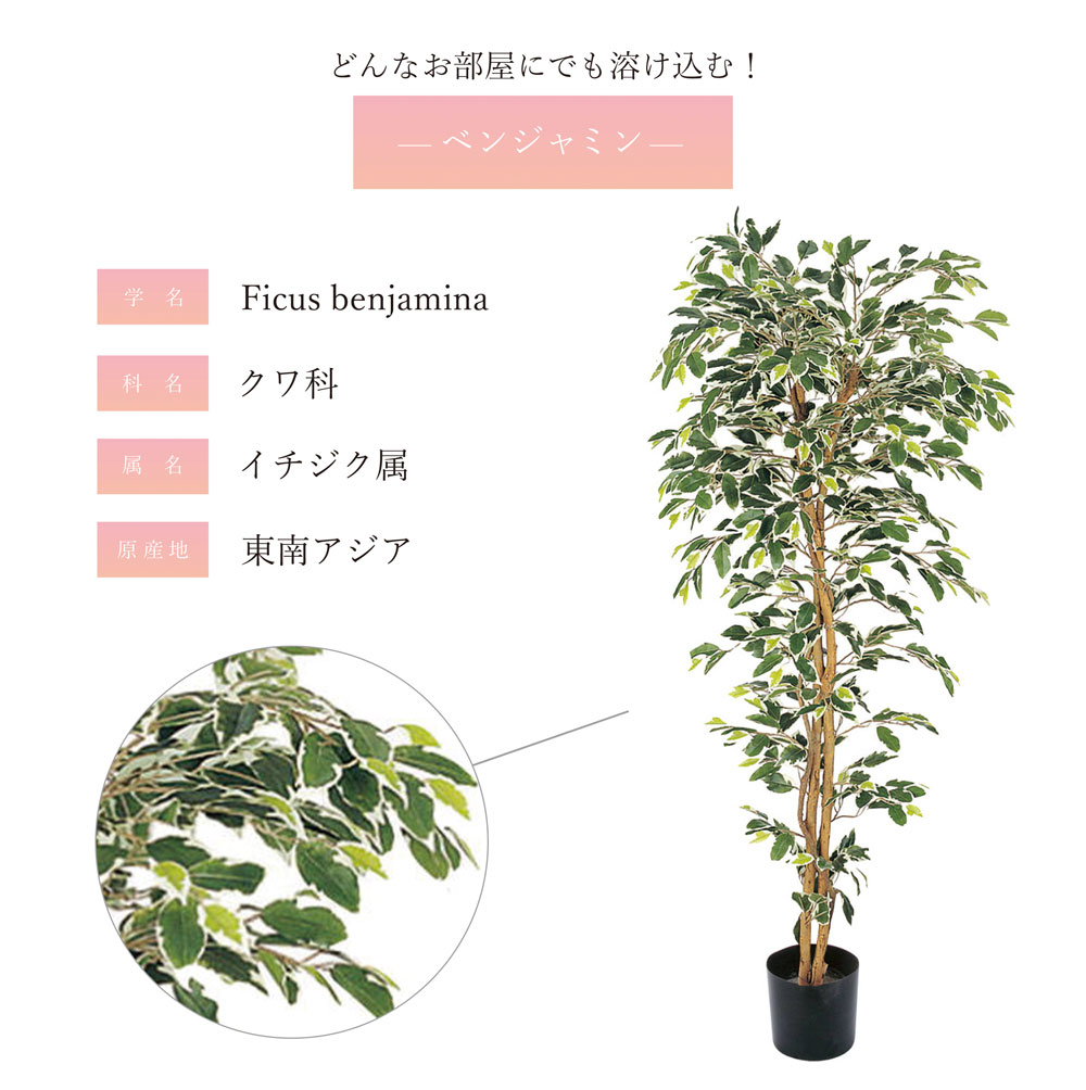 ベンジャミン フェイクグリーン 150cm コンパクト おしゃれ｜恵月人形本舗