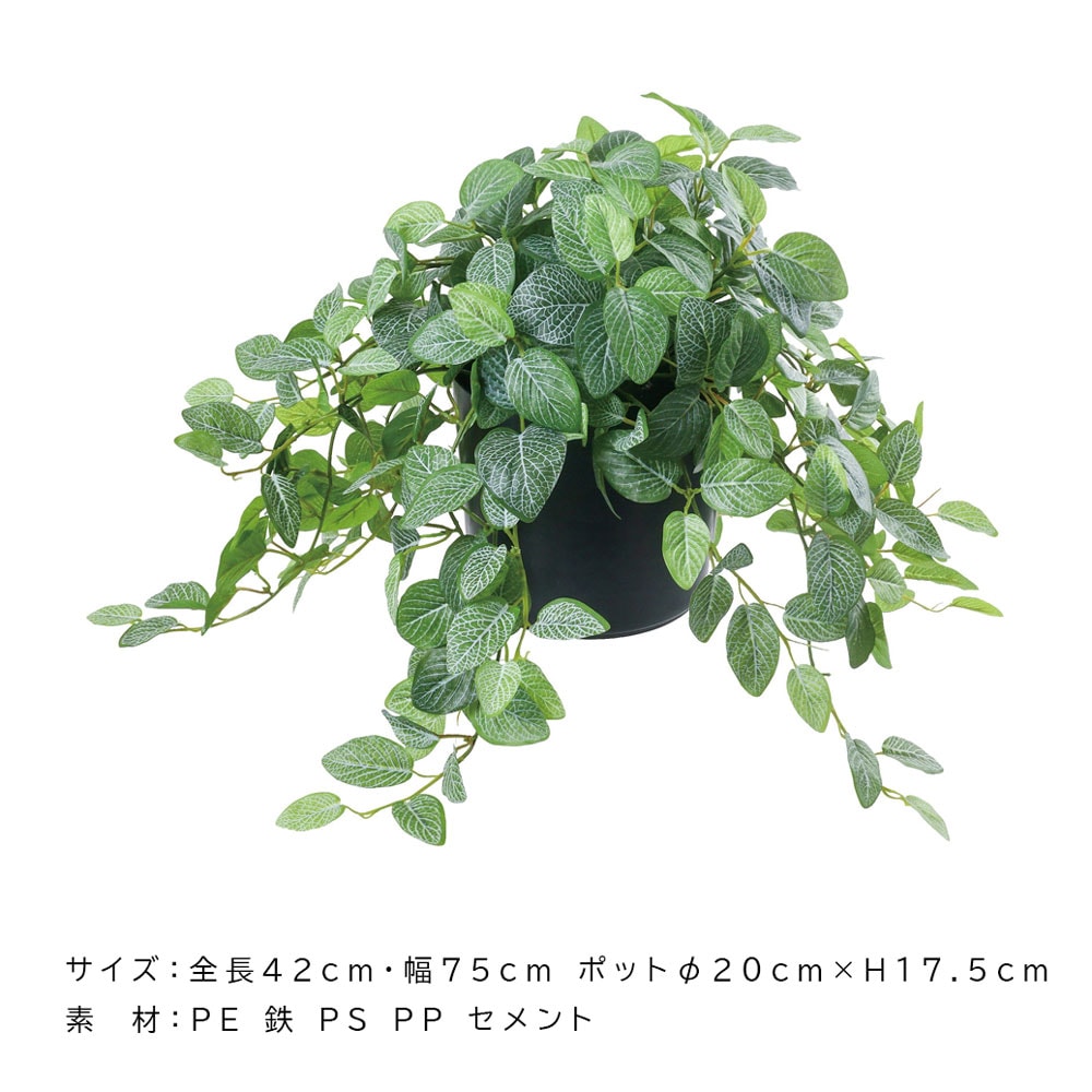 フィトニア 42cm｜恵月人形本舗