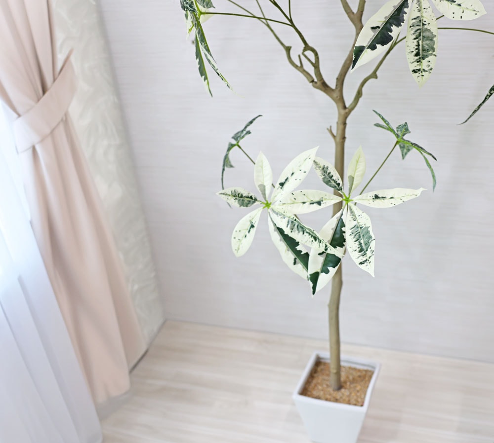 パキラ ミルキーウェイ 130センチ 白勝ち 8寸 ボリュームあり