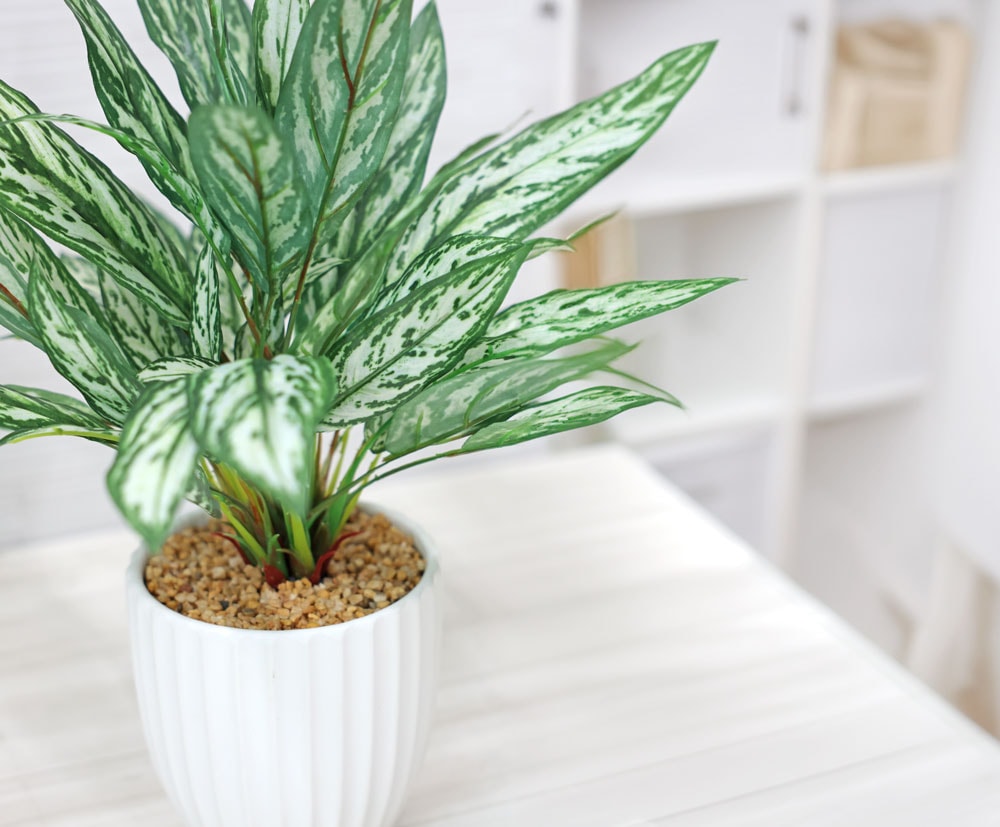 アグラオネマ 45cm コンパクト おしゃれ|恵月人形本舗 アグラオネマ 45cm コンパクト おしゃれ|恵月人形本舗