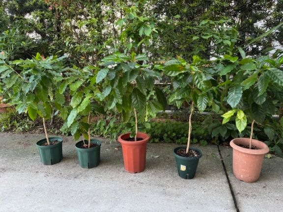 ܸҡΥ֥ܥ(or!!)󣸣cmǯʾ