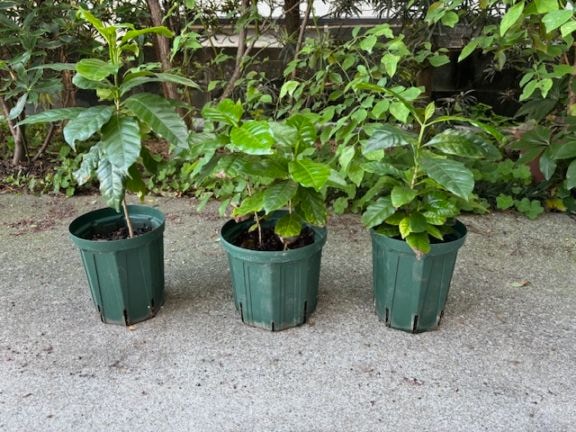 熊本県産　コーヒーノキ　ブルボン種　(赤or黄色不明!!)　【約40cm〜50cm 2年以上】