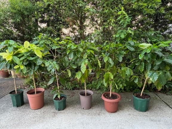 ܸҡΥ֥ܥ(or!!)9cm&#12316;100cm 4ǯʪ