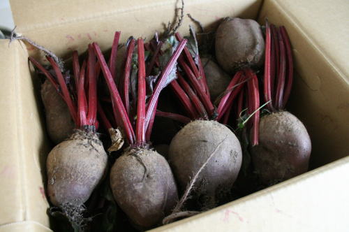 ��40ǯ��̵���������ϤǺ��ݡ�ͭ��̵�������ݡ��ӡ��ġ�3kg�����ᾦ�ʡ�11���3���