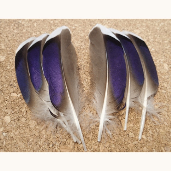 CANALҡޥ顼Ɏۥ磻ȥƥåסCN71