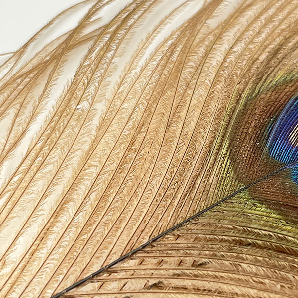 CANAL社 ピーコックアイ・ブリーチド（2本入り） 【CN37 01】