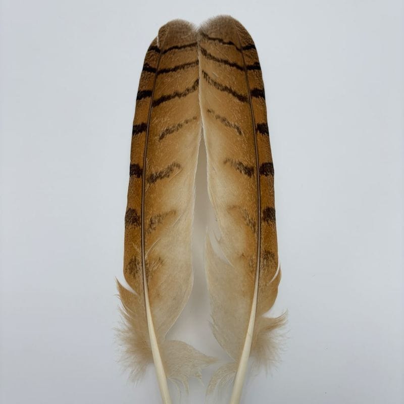 CANAL�ҡ��������륢���롡������ʣ��ڥ���