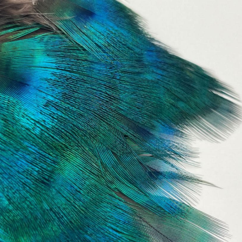 CANAL社 ピーコック グリーンネック[CN158]