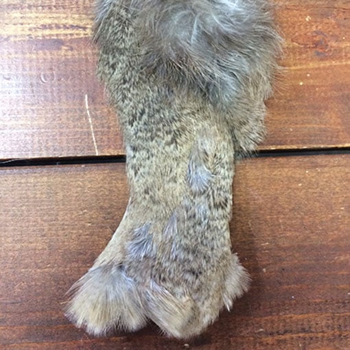 CANALҡԡååʥեȥϥå[CN160]