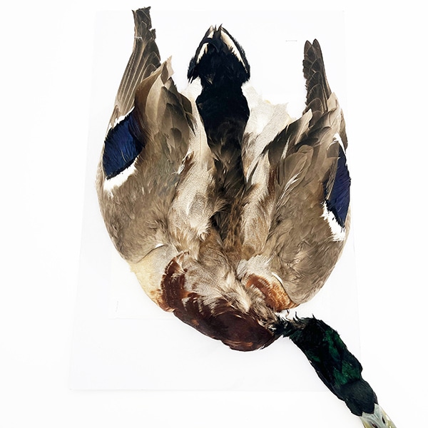 CANALҡޥ顼ɡץ꡼ȥ [CN187]