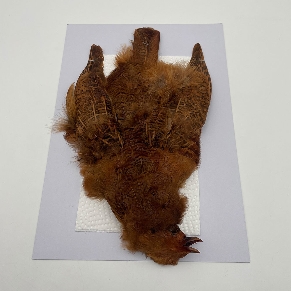 CANAL社 パートリッジ （ブラウン）No.2