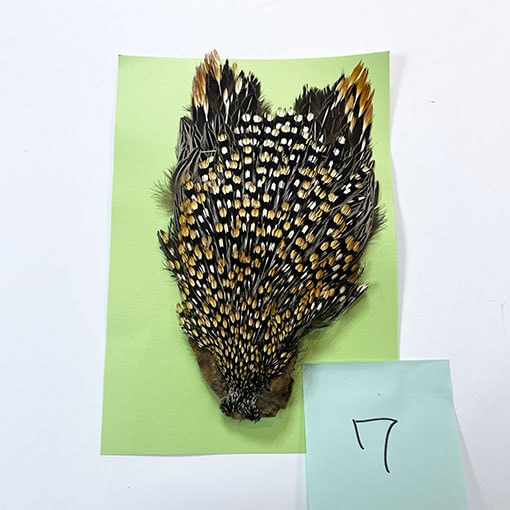 ジャングルコック Ken-Cube ジャングルコック Grade A （No.1）