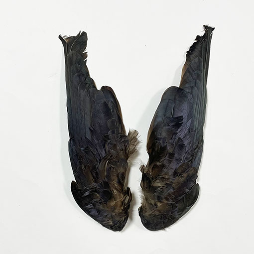 CANAL�ҡ��ޥ��ѥ���������