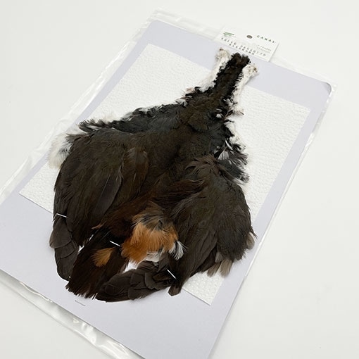 CANAL�ҡ��ۥ磻�ȥ֥쥹�ƥåɡ������������إ�