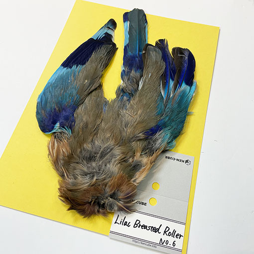 ライラックブレステッドローラー No.6