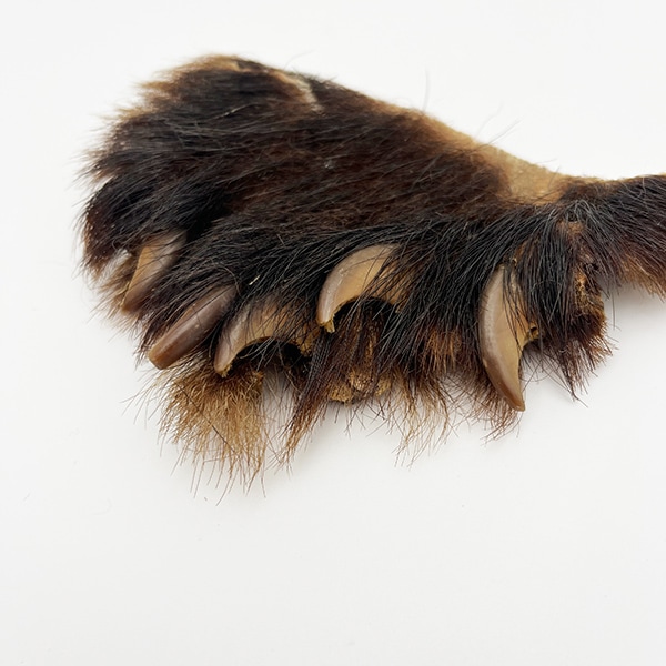 �֥�å��٥����ۥå��ʥĥ��Υ殺�ޡˡ���­No.2