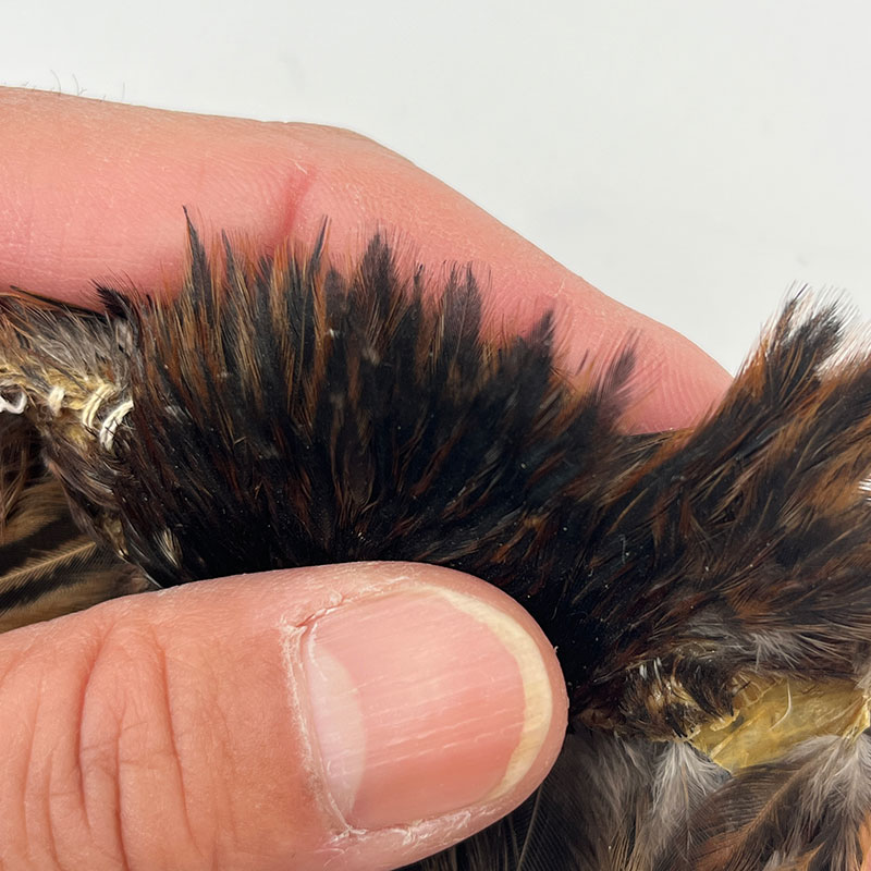 CANAL�ҡ�����ǥ�����إ�ͥå������ԥʡ������󥰡ʤ��㤤����