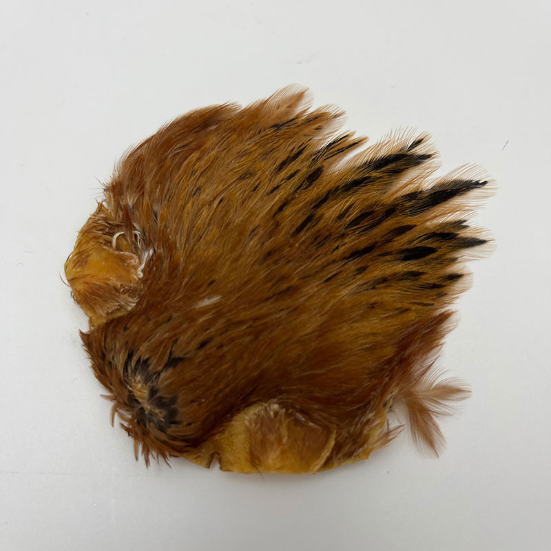 CANAL�ҡ�����ǥ�����إ�ͥå������ԥʡ������󥰡ʤ��㤤����