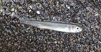 ���ꥢ�������ꥹ���롦�ޥ��顼���塼�� [CMT]