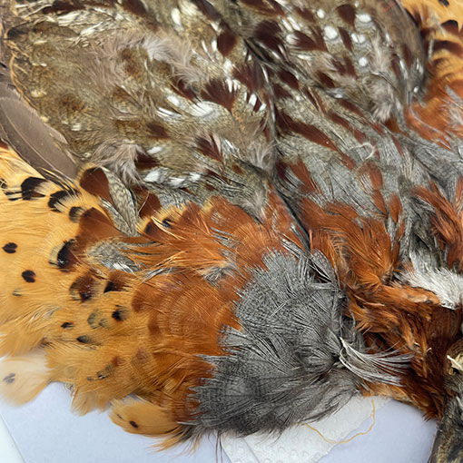 CANALҡХ֡ѡȥåץ꡼ȥ 2