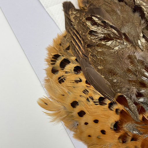 CANALҡХ֡ѡȥåץ꡼ȥ 2