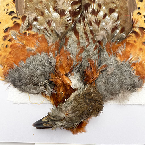 CANALҡХ֡ѡȥåץ꡼ȥ 2