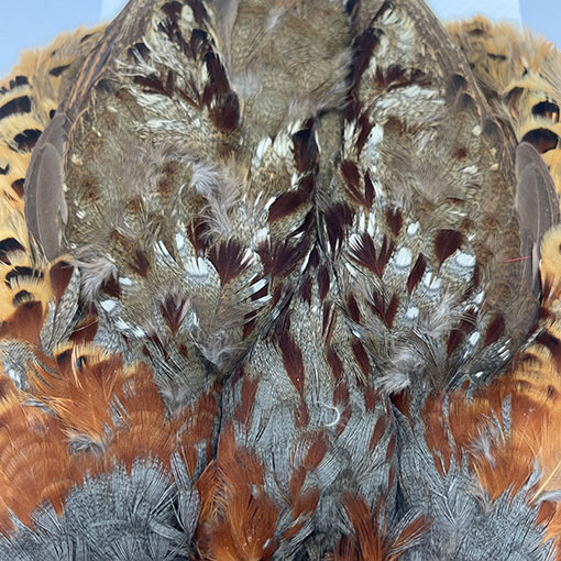 CANALҡХ֡ѡȥåץ꡼ȥ 2