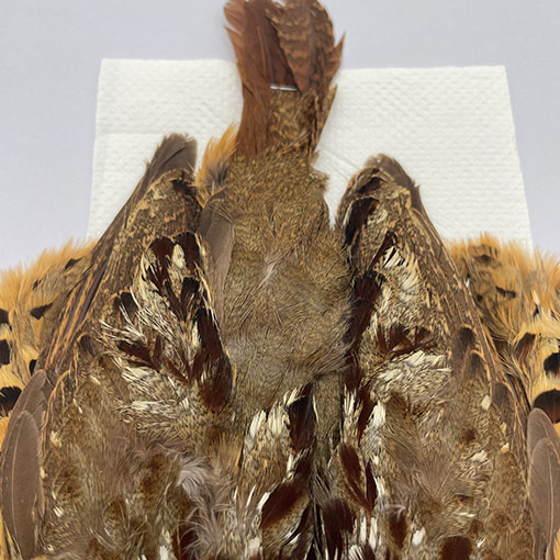 CANALҡХ֡ѡȥåץ꡼ȥ 2