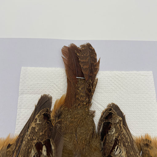 CANALҡХ֡ѡȥåץ꡼ȥ 2