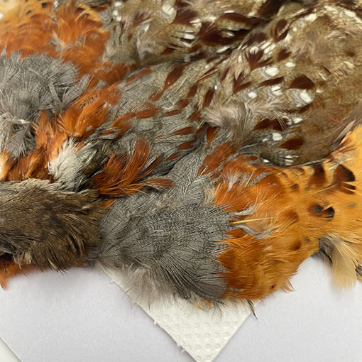 CANALҡХ֡ѡȥåץ꡼ȥ 2