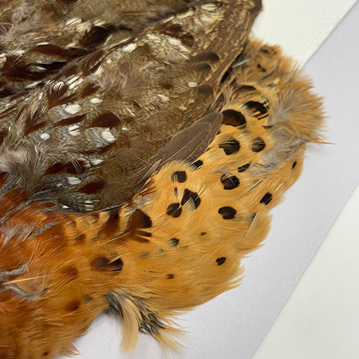 CANALҡХ֡ѡȥåץ꡼ȥ 2