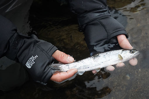 THE NORTH FACE ϥɥޡ