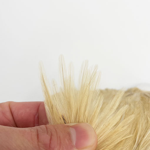 CANAL�ҡ�����ǥ����󥱡��� L��SPINER WING