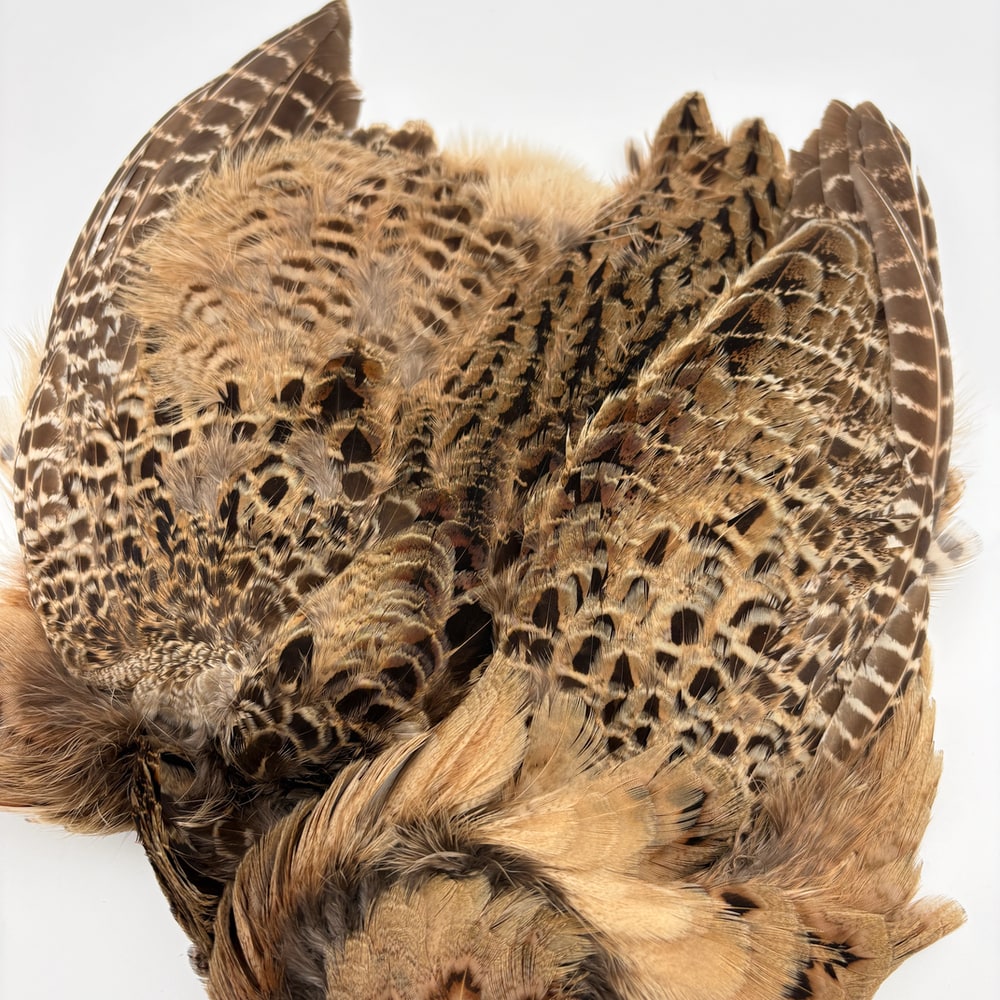 CANAL�ҡ��إ�ե�����ȡ�����ץ꡼�ȥ�����ʥơ���ʤ��� No.2