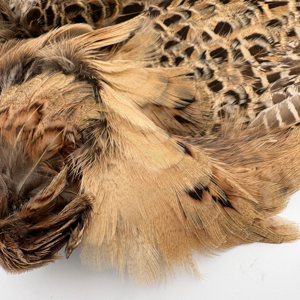 CANAL�ҡ��إ�ե�����ȡ�����ץ꡼�ȥ�����ʥơ���ʤ��� No.2