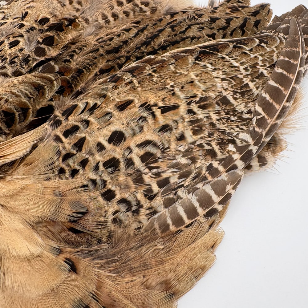 CANAL�ҡ��إ�ե�����ȡ�����ץ꡼�ȥ�����ʥơ���ʤ��� No.2