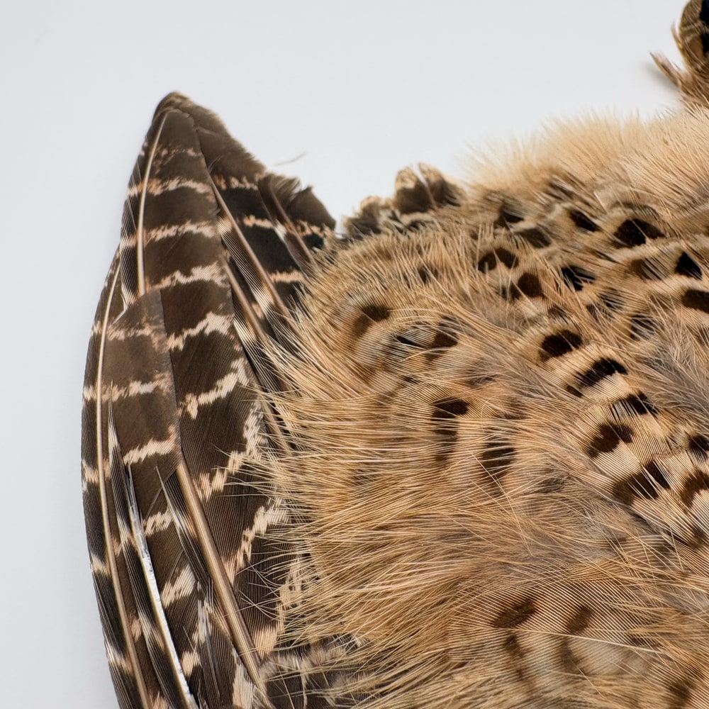 CANAL�ҡ��إ�ե�����ȡ�����ץ꡼�ȥ�����ʥơ���ʤ��� No.2