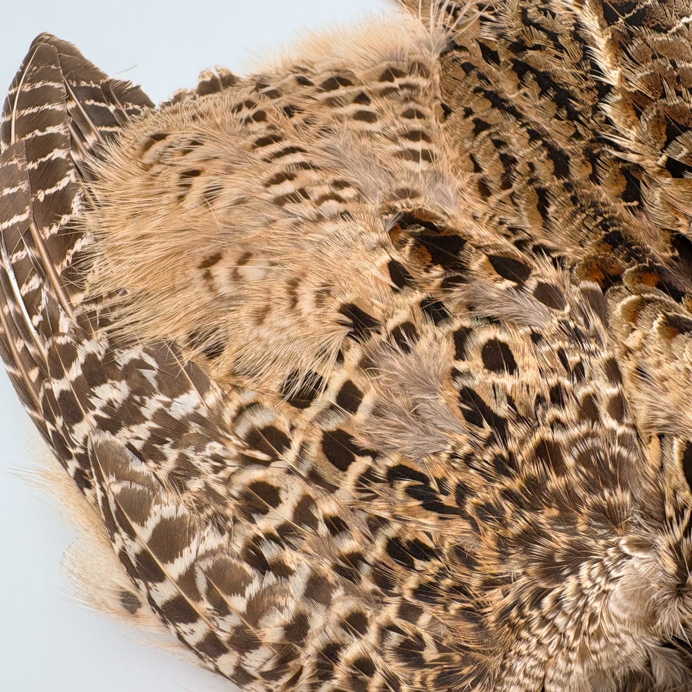 CANAL�ҡ��إ�ե�����ȡ�����ץ꡼�ȥ�����ʥơ���ʤ��� No.2