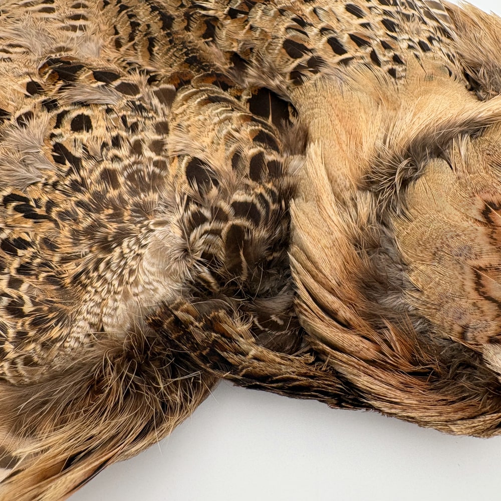 CANAL�ҡ��إ�ե�����ȡ�����ץ꡼�ȥ�����ʥơ���ʤ��� No.2