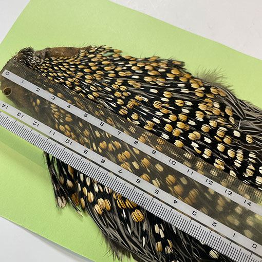 ジャングルコック Ken-Cube ジャングルコック Grade A （No.1）