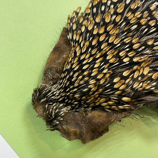 ジャングルコック Ken-Cube ジャングルコック Grade A （No.1）