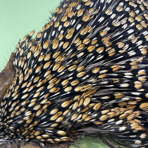 Ken-Cube ジャングルコック Grade A （No.7）