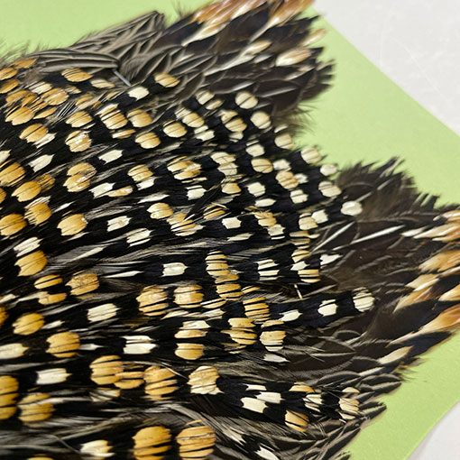 Ken-Cube ジャングルコック Grade A （No.7）