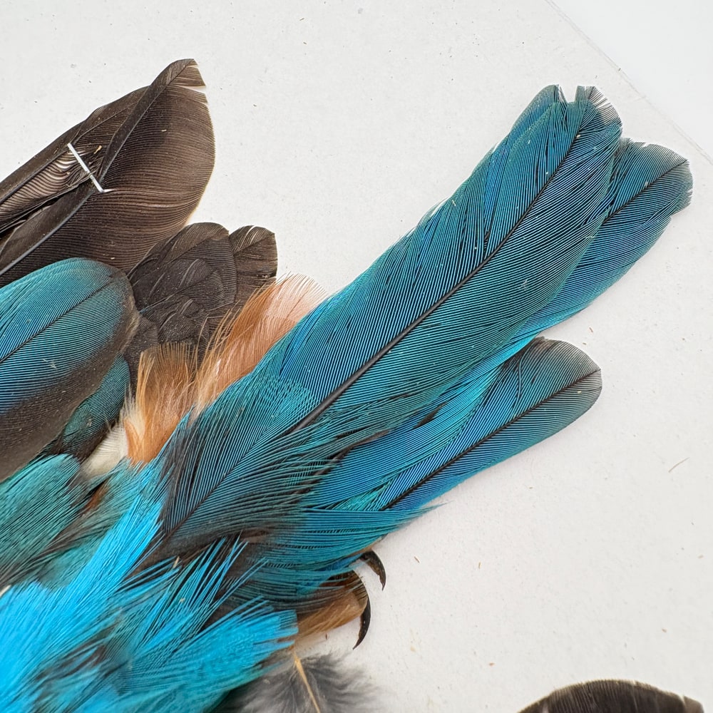 CANAL�ҡ����󥰥ե��å��㡼����ץ꡼�ȥ�����SA  No.1