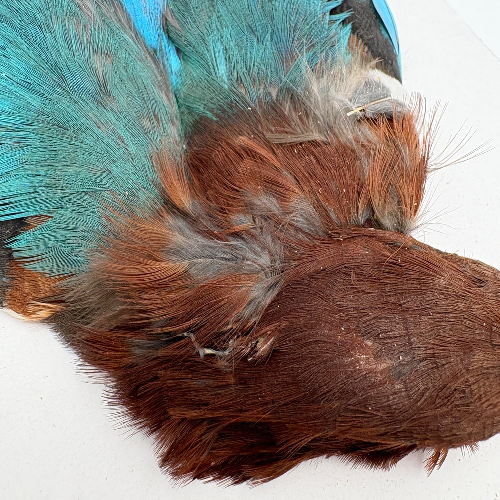 CANAL�ҡ����󥰥ե��å��㡼����ץ꡼�ȥ�����SA  No.1