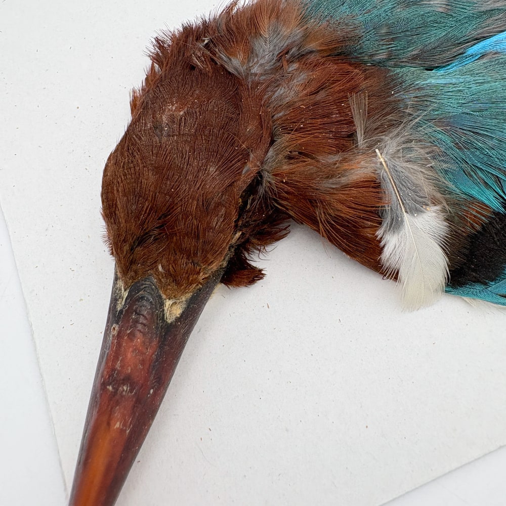 CANAL�ҡ����󥰥ե��å��㡼����ץ꡼�ȥ�����SA  No.1