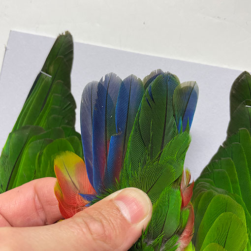 パロットコンプリートスキン/Red winged Parrot
