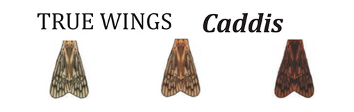 VANIA�ҡ����ǥ���������