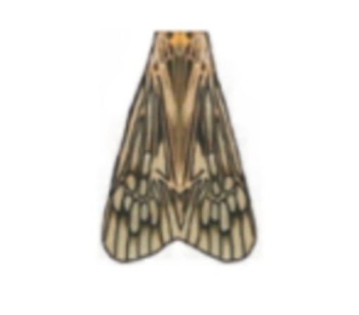 VANIA�ҡ����ǥ���������